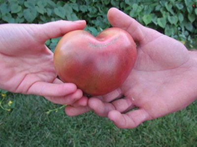 heart tomato with hands