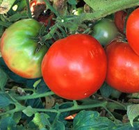 Marglobe tomatoes