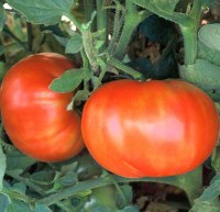 Pantano tomatoes