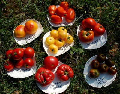 7 plates o tomatoes.JPG