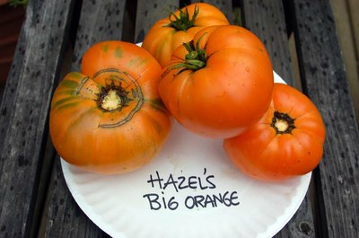 Hazel's.jpg