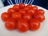 Principe Borghese tomatoes