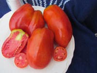 Opalka tomatoes