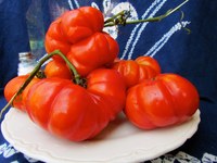 Costoluto Genovese tomatoes