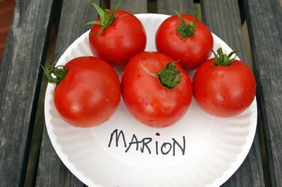 Marion.jpg