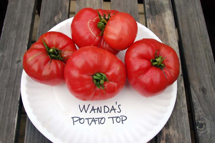 Wanda's Potato Top.jpg