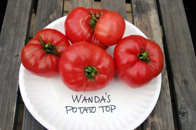 Wanda's Potato Top.jpg
