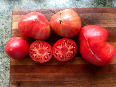 Anna Russian tomato