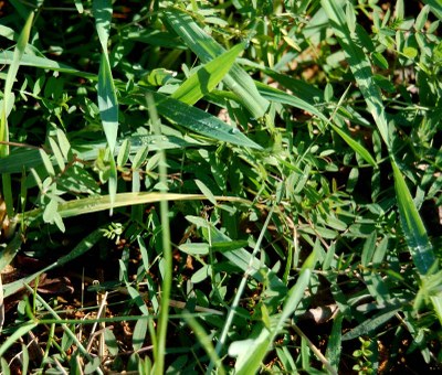 barley and vetch.JPG