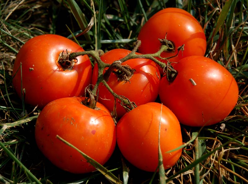 cluster o tomatoes.JPG