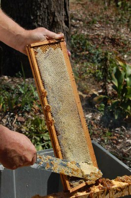 cutting comb closeup.JPG