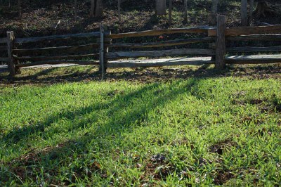 fall cover crop2.JPG