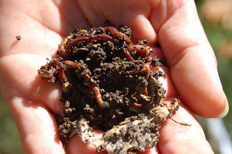 handful of worms.JPG
