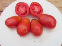 Hungarian Paste tomatoes