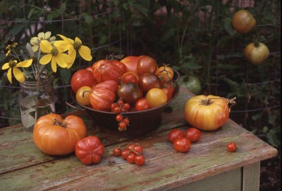 original tomato photo.JPG