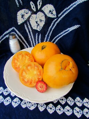 Persimmon update