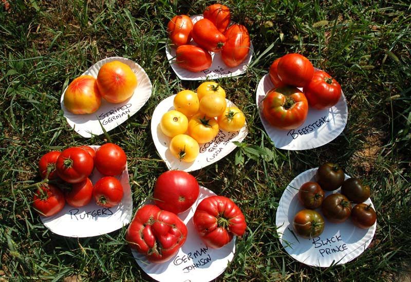 platesotomatoes.JPG