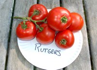 Rutgers tomatoes