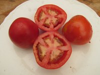 San Fransisco Fog tomatoes