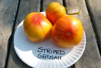 Striped German tomatoes