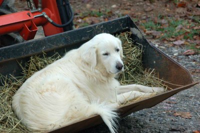 sugar rides in the tractor.JPG