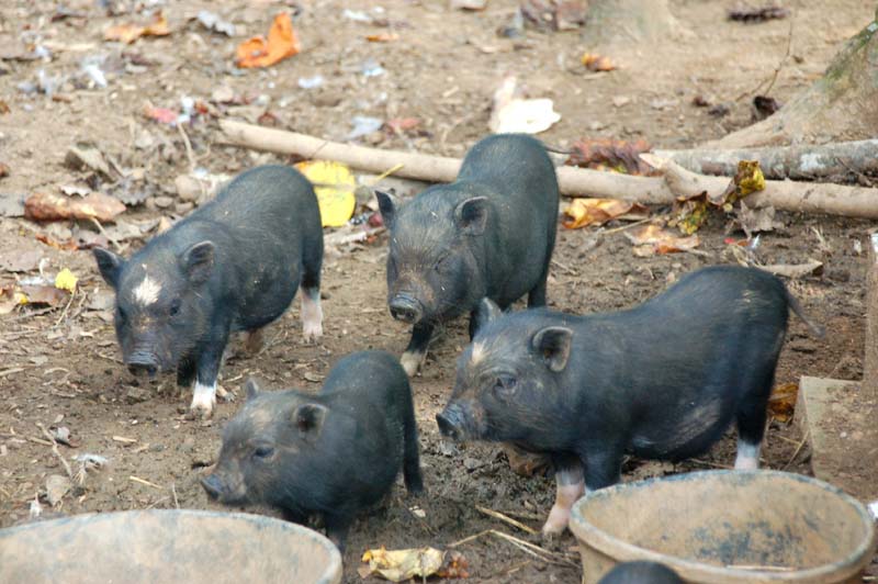 youngpiggies.JPG