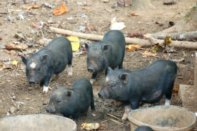 youngpiggies.JPG