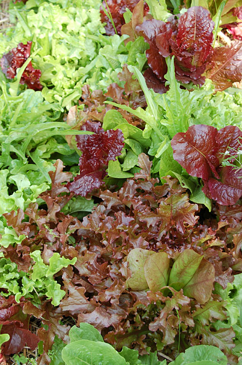 lettuce-mix-the-best.jpg