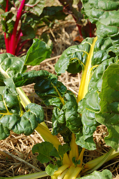 swiss-chard-3.jpg