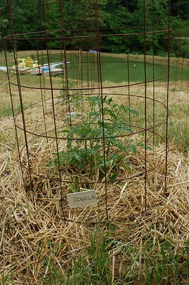 tomato-cages.jpg
