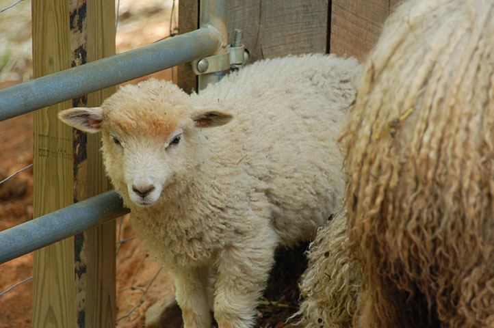 sweet-baby-sheep.jpg