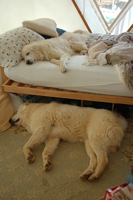 tired-gaurdian-dogs.jpg