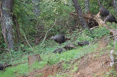 wild-turkeys.jpg