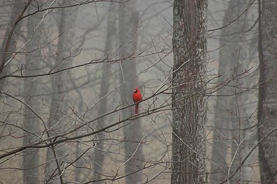 winter-cardinal.jpg