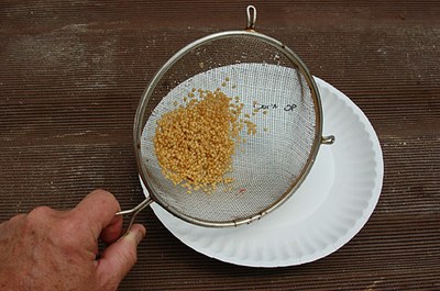 cleaning-seeds.jpg