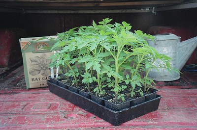 flat-of-tomato-plants.jpg