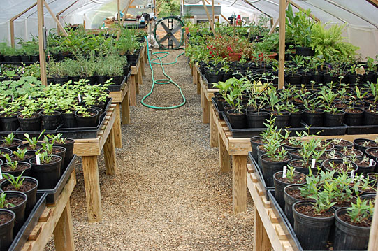 inside-greenhouse.jpg