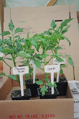 shipping-tomato-plants.jpg