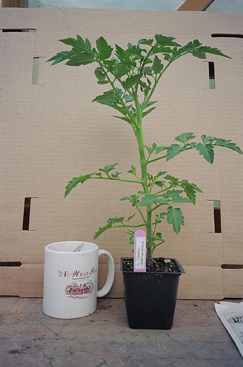 tomato-plant-to-ship-2.jpg