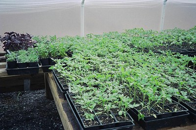 tomato-plants-in-greenhouse.jpg