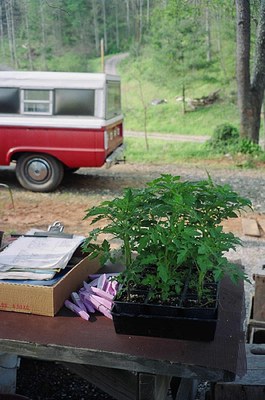 tomato-plants-to-ship.jpg