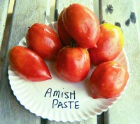 amishpastelg.jpg