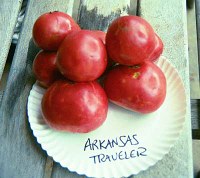 Arkansas Traveler tomatoes