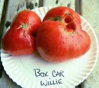 boxcarwillielg.jpg