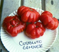 Costoluto Genovese tomatoes