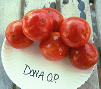 donnaoplg.jpg