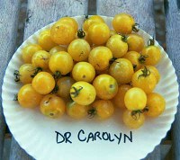 Dr. Carolyn's Yellow tomatoes