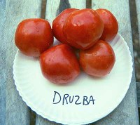 druzbalg.jpg