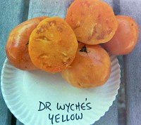 Dr. Wyche's Yellow tomatoes