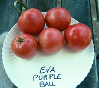 Eva Purple Ball tomatoes
